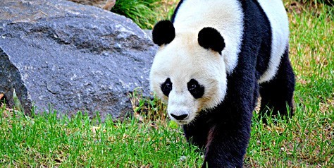 Adelaide Zoo