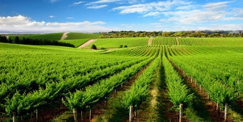 Barossa Valley